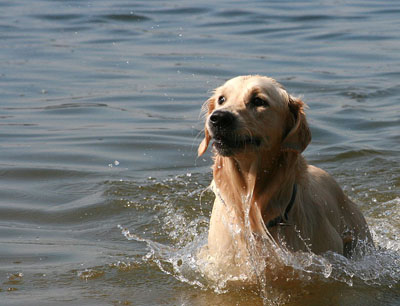 Hundestrand